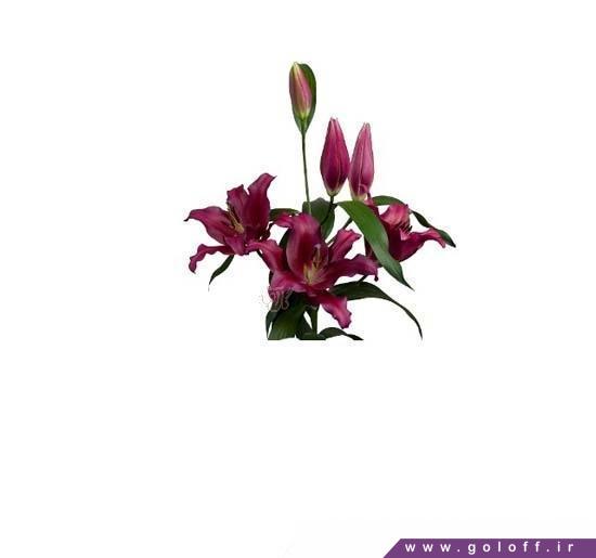 گل لیلیوم اورینتال برلو - Lilium Oriental | گل آف
